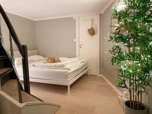 a cat laying on a bed in a room at Dinbnb Homes I Cozy Cellar Apartment in Historical Cobblestone Street" in Bergen