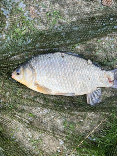a fish laying on the ground next to a net at Siedlisko Wyżne in Wyżne