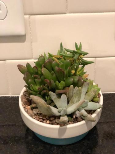 a green plant in a white bowl on a counter at Recently Renovated Chic Durham Farmhouse in Durham