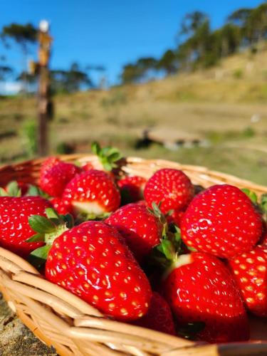 a basket of strawberries sitting on a table at Colina Branca in Rio Rufino