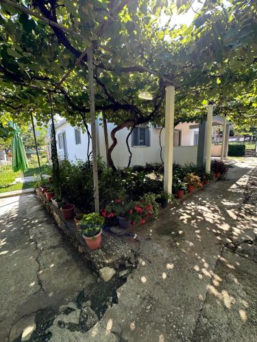 a house with a bunch of potted plants under a tree at Progon House in Tepelenë