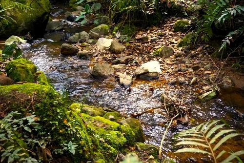 a stream of water with rocks in a forest at ENCANTO Minicasitas en medio de la naturaleza in Santa Elena