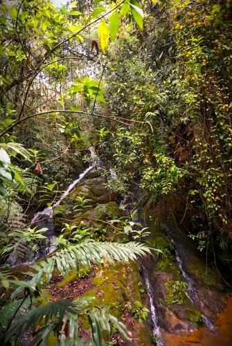 a path in a jungle with trees and plants at ENCANTO Minicasitas en medio de la naturaleza in Santa Elena
