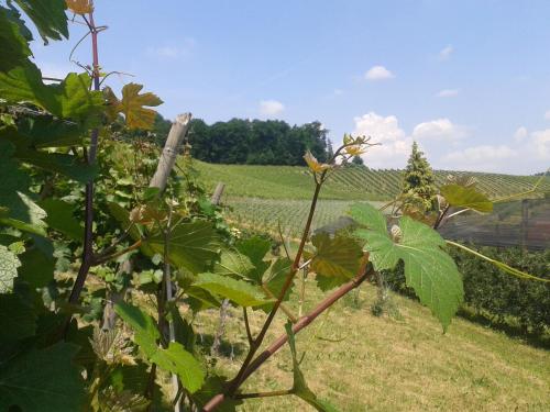 a vineyard with a view of a field of grapes at Weingut Dietl in Riegersburg
