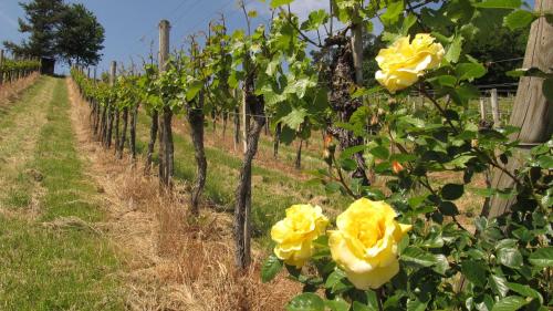a row of yellow roses in a vineyard at Weingut Dietl in Riegersburg