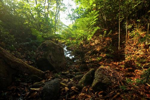 a stream in a forest with rocks and trees at Nature Zone Jungle Resort in Munnar