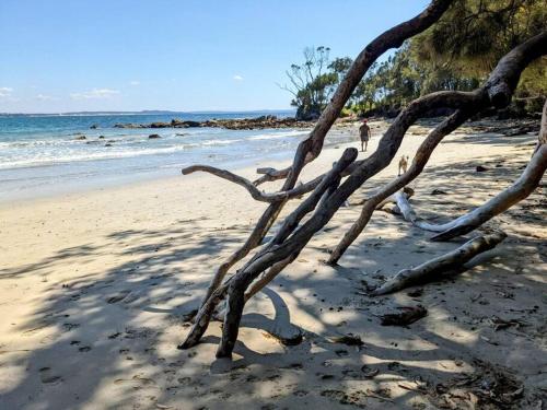a group of tree branches on a sandy beach at 'Kaia' relaxing Manyana Beach getaway in Manyana