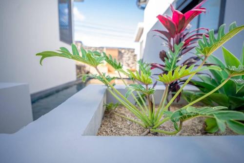 a group of plants on a ledge of a building at Villa standing 52 in Ravine des Cabris