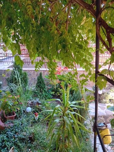 a garden with many plants and trees at pensiune Valentin, apartament 2 dormitoare cu terasa, Iulius Mall in Timişoara