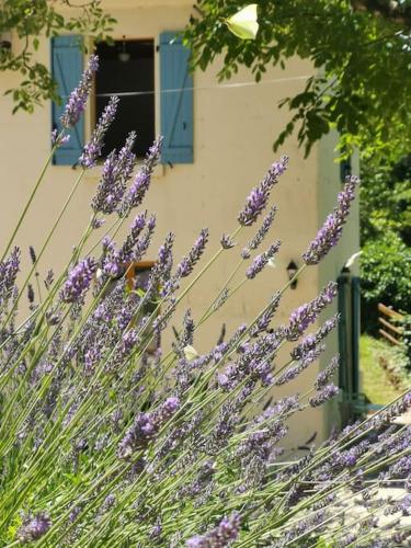 a bunch of purple flowers in front of a building at The Walnut tree. in Saint-Aulaye