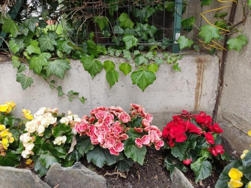 a bunch of flowers in front of a window at Tirano Express luxury Apartment in Tirano