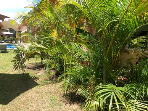 a row of palm trees next to a swimming pool at Hotel Boutique Sol y Luna SPA in Ajijic