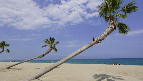 two palm trees on a beach with the ocean at Maisonnette 6 personnes à 500 m de la plage Parking 6GOEL18 in Le Barcarès