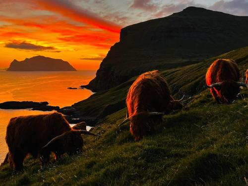 a group of cows grazing on a hill near the ocean at The Cozy red house with Amazing sea view in Morskranes