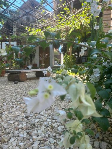 älanacasadeplaya في سان برناردو ديل فينتو: حديقة بها زهور بيضاء في بيت زجاجي