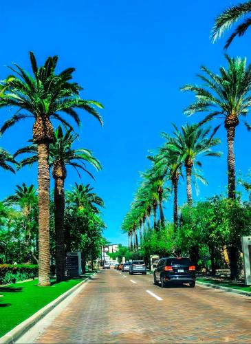 a palm tree lined street with cars parked on it at North Phoenix At Your Fingertips in Phoenix