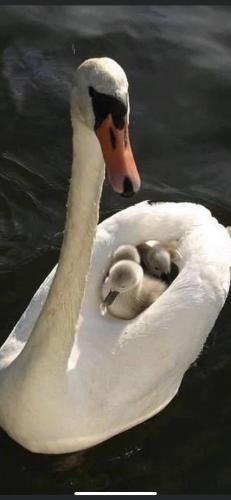 a swan with two babies in the water at MAŁY PORT-Iława - Jezioro - Plaża - Marina priv - 5 pokoi VIP - czysto na 10 in Iława