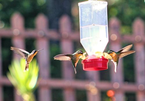 three birds are eating from a bird feeder at Curuba Lodge in El Copey