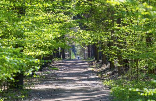 a dirt road with trees on both sides at LASKARA Garden Apartment by Prague Forest in Nové Jirny