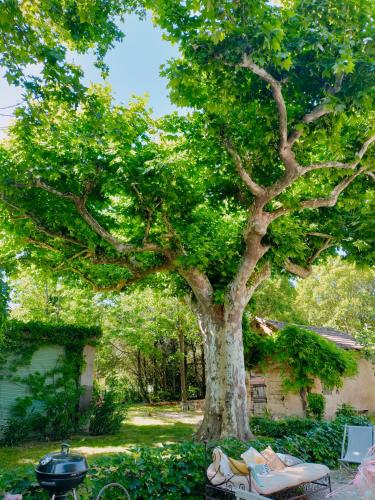 a picnic table under a tree next to a grill at Rêve d’Emma in Plan-dʼOrgon