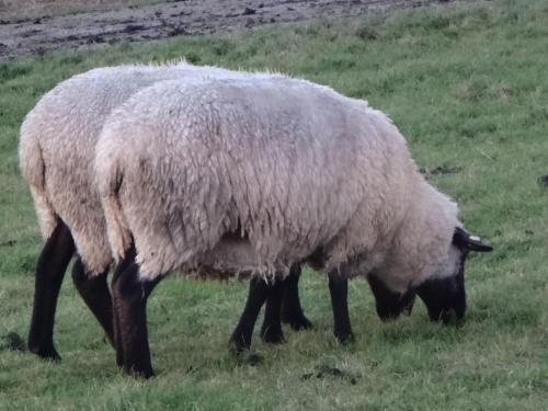 two sheep grazing in a field of grass at Haus Marie in Krummhörn