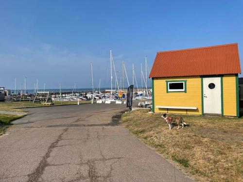 un perro de pie junto a un edificio amarillo con puerto deportivo en Liten stuga på stor tomt, en Vejbystrand