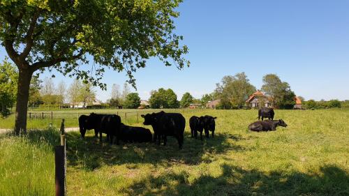 a group of cows in a field under a tree at Chalet de Scherpenweide in Leur