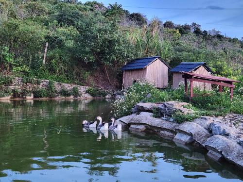 a group of three ducks swimming in the water at Mộc Châu Peachy Garden in An Pon