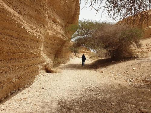 a person walking down a dirt road in a canyon at להלהלנד- יחידת אירוח במדבר in Sappir