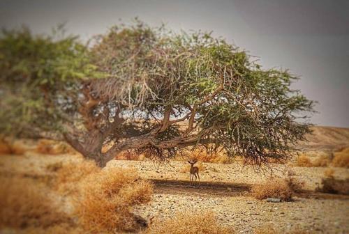 Un modelo de camello bajo un árbol en un desierto en להלהלנד- יחידת אירוח במדבר, en Sappir