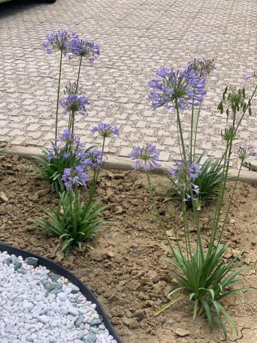 a group of purple flowers in a garden at La Casa di Toni in Pescara