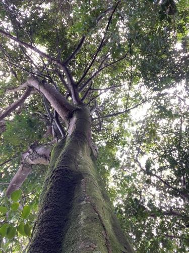 a close up of the top of a tree at Refúgio do Corsário-Imbassai-Ba in Imbassai