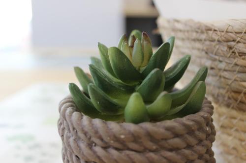 une petite plante verte dans un panier tissé dans l'établissement Les AGRIATES, à Besançon