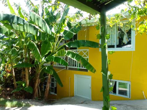 Posada Hostel Adri في بروفيدينسا: منزل اصفر وامامه شجرة موز