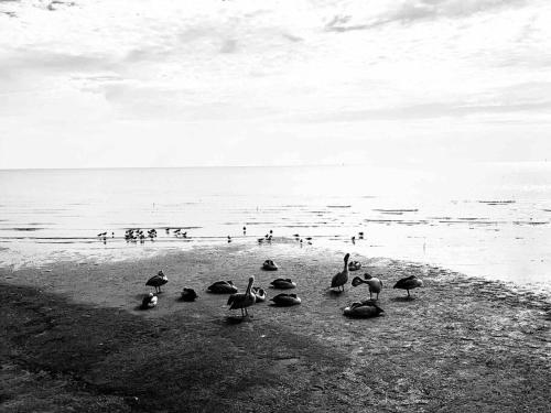 a group of ducks standing on a beach near the water at Oasis at Harbour lights Cairns in Cairns