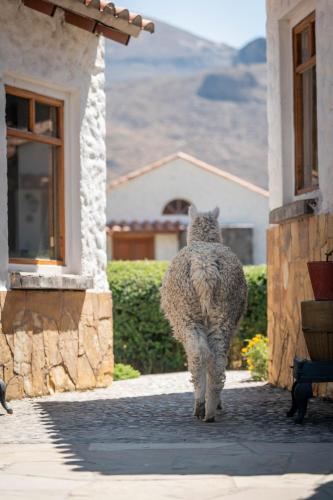 a sheep walking on a sidewalk near a building at Casona Plaza Ecolodge Colca in Yanque