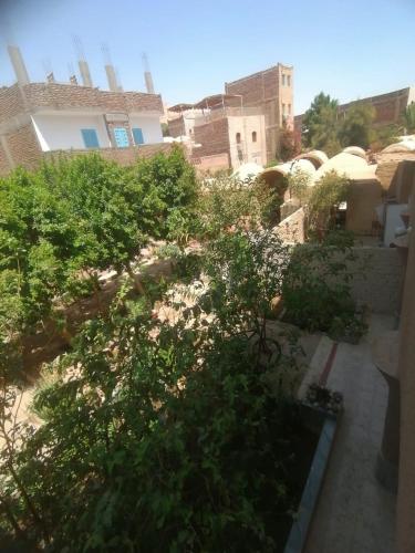 a view of a garden with trees and buildings at Rose Guest House in Luxor