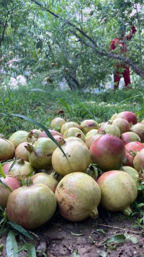 a large pile of apples sitting on the ground at the suwgra-Al-Jabal Al-Akdar in Sūkirah