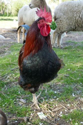 a black and red chicken standing in the grass at Ferienwohnung Sieben Eulen in Garrey (Hoher Fläming) in Garrey