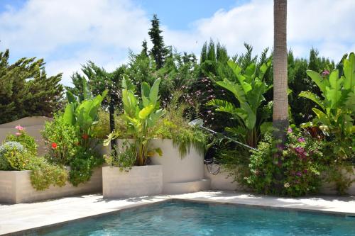 a swimming pool with plants and a palm tree at Boutique Casa Lapicida in Calpe