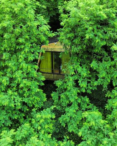 a vehicle is hidden in a forest of trees at Porto Gumati in Kutaisi