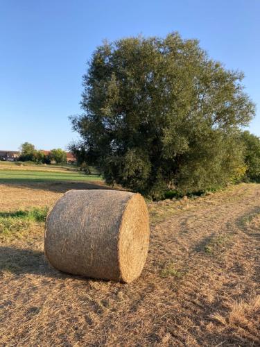 a roll of hay sitting in a field next to a tree at Cour 44 - Gite de charme avec sauna et jacuzzi in Remicourt