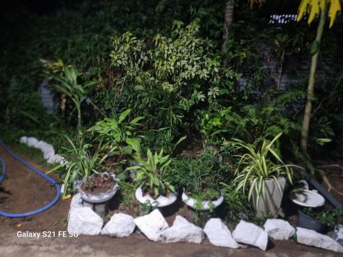 a garden with plants in pots and rocks at Nilaveli Guest House in Nilaveli