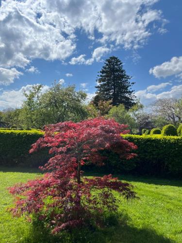 a red tree in the middle of a lawn at Araucaria House in Barreiros