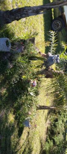 La lechuza – Photos 5