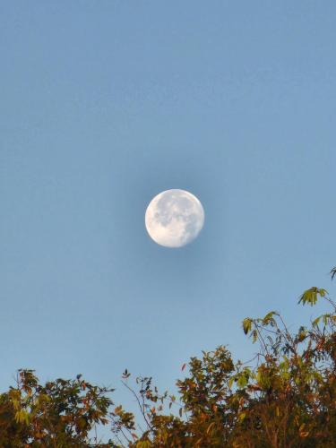 a full moon in a blue sky with trees at Myoli Wellness & Happiness BnB in Playa del Carmen