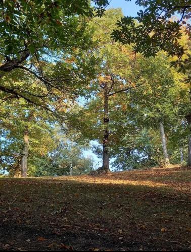 a tree in a park with leaves on the ground at STARE BENE B&B in Bernezzo