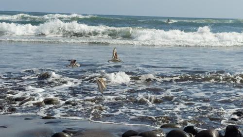 a group of birds flying over the ocean at LA CASONA SV Hostal in La Libertad