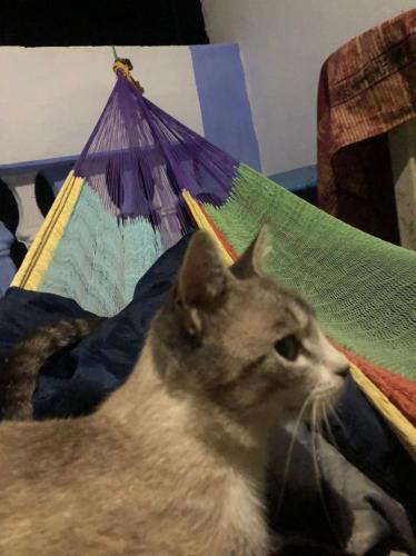a cat is laying next to a kite at Farm Stay Mharchen in Chefchaouene