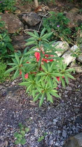 a group of plants with red flowers in a garden at Cucuve Eco Hostal in Puerto Baquerizo Moreno